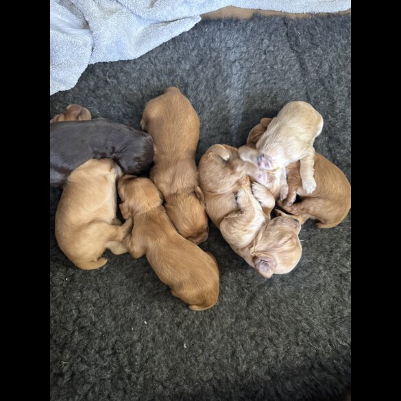 Cocker Spaniel (Working &amp; Show) - Both