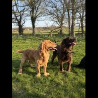 Cocker Spaniel (Working &amp; Show) - Both