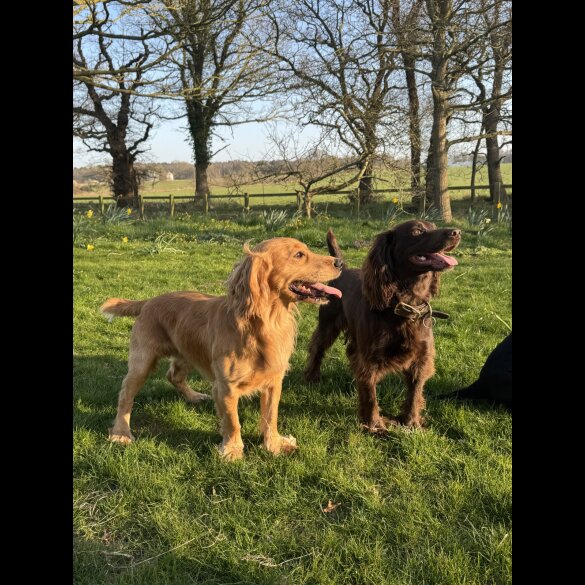 Cocker Spaniel (Working &amp; Show) - Both