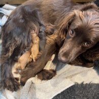 Cocker Spaniel (Working &amp; Show) - Both