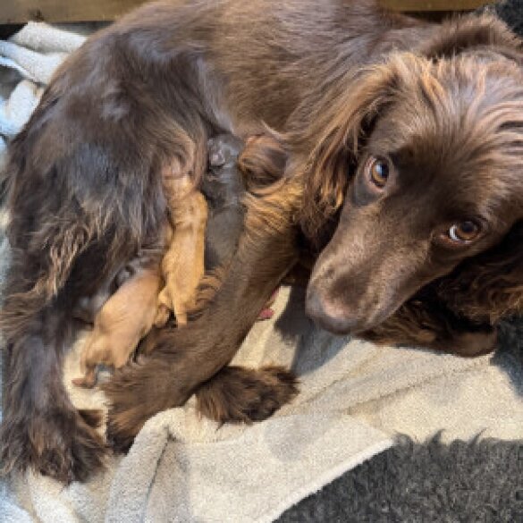 Cocker Spaniel (Working &amp; Show) - Both