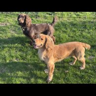Cocker Spaniel (Working &amp; Show) - Both
