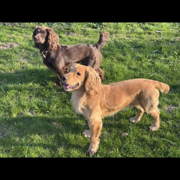 Cocker Spaniel (Working &amp; Show) - Both