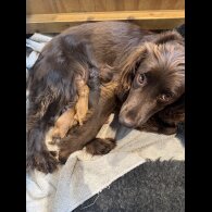 Cocker Spaniel (Working &amp; Show) - Both
