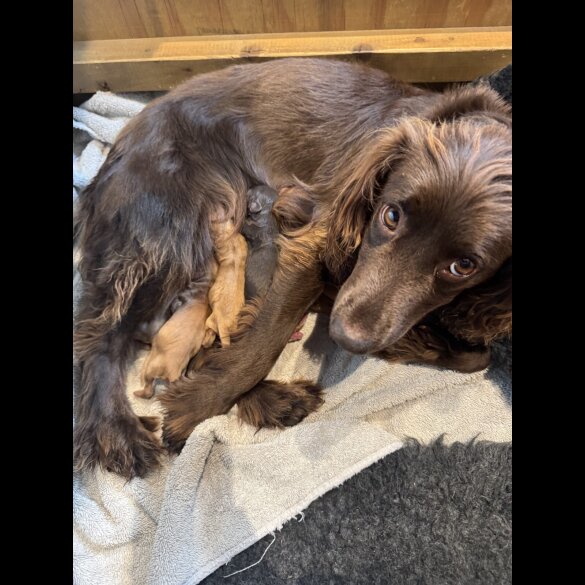 Cocker Spaniel (Working &amp; Show) - Both