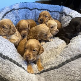 Cocker Spaniel (Working &amp; Show) - Both
