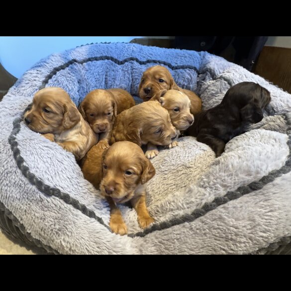 Cocker Spaniel (Working &amp; Show) - Both