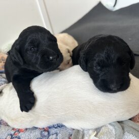 Labradoodle - Both