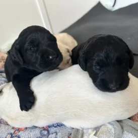 Labradoodle - Both