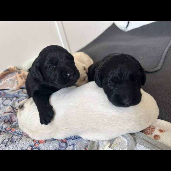 Labradoodle - Both