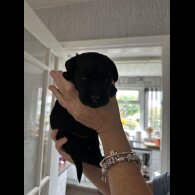 Labradoodle - Both
