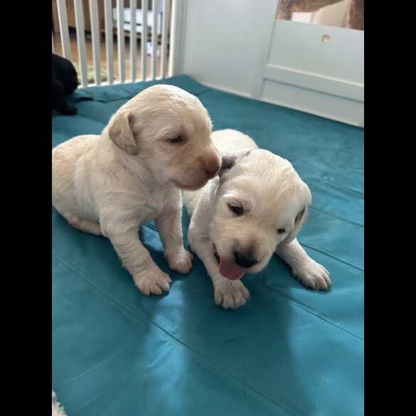 Labradoodle - Both