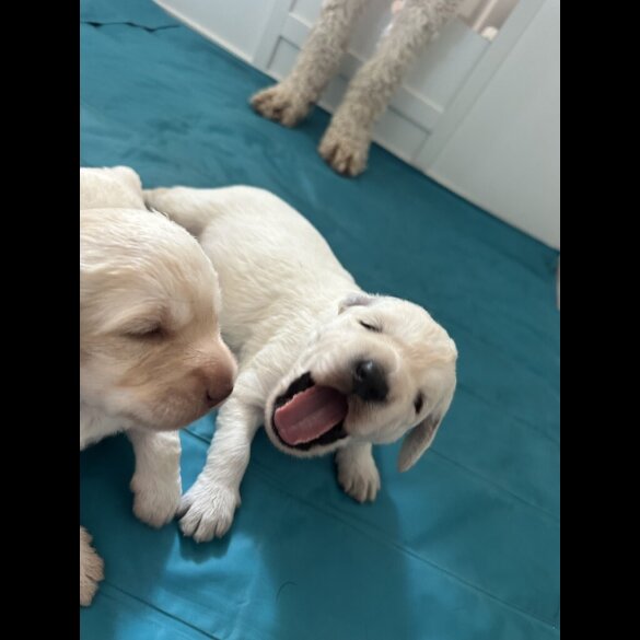 Labradoodle - Both