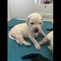 Labradoodle - Both