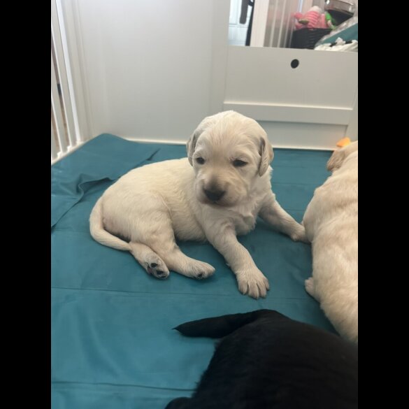 Labradoodle - Both