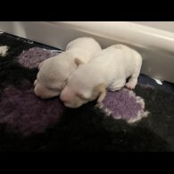 Labradoodle - Both