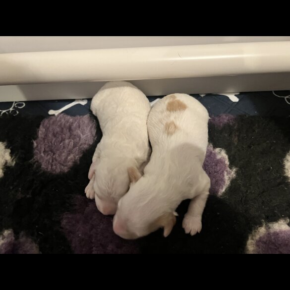 Labradoodle - Both