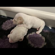 Labradoodle - Both