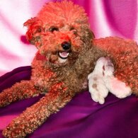 Labradoodle - Both