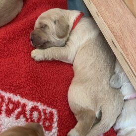 Labradoodle - Both