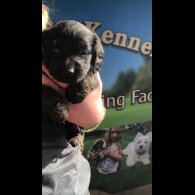Labradoodle - Both