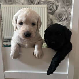 Labradoodle - Both