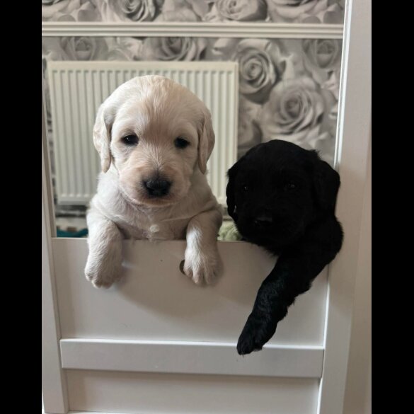 Labradoodle - Both