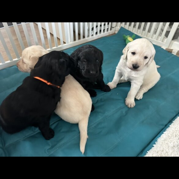 Labradoodle - Both