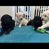 Labradoodle - Both