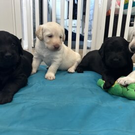 Labradoodle - Both