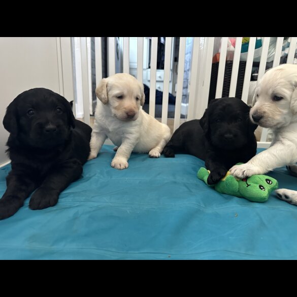Labradoodle - Both