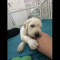 Labradoodle - Both