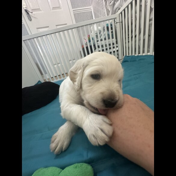 Labradoodle - Both