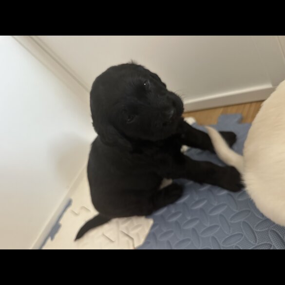 Labradoodle - Both