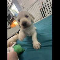 Labradoodle - Both