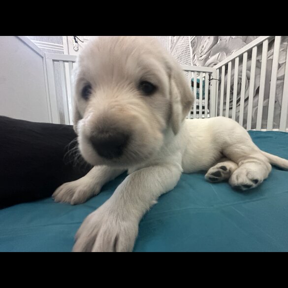 Labradoodle - Both