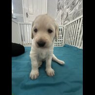 Labradoodle - Both