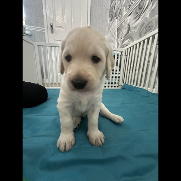 Labradoodle - Both