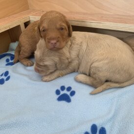 Labradoodle - Both