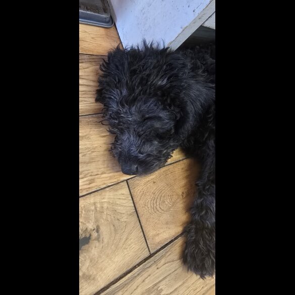 Labradoodle - Both