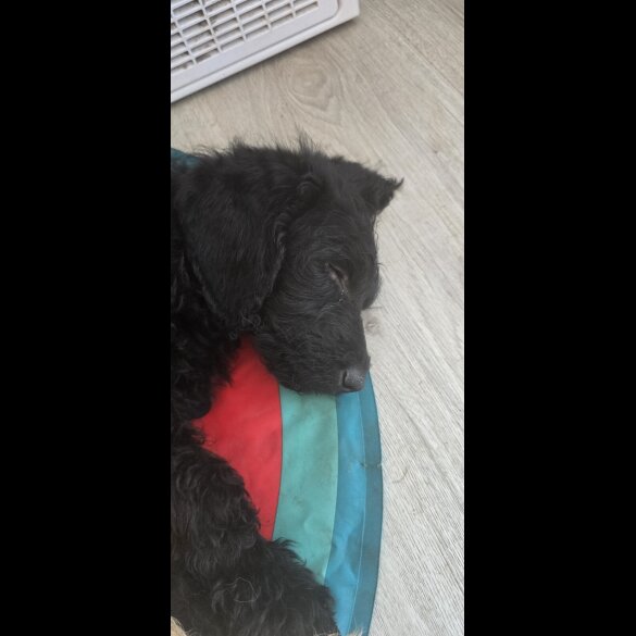 Labradoodle - Both