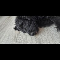 Labradoodle - Both