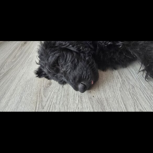 Labradoodle - Both