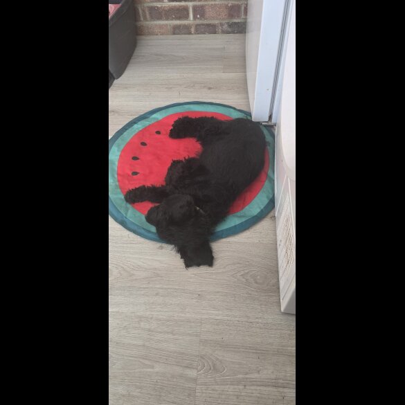 Labradoodle - Both