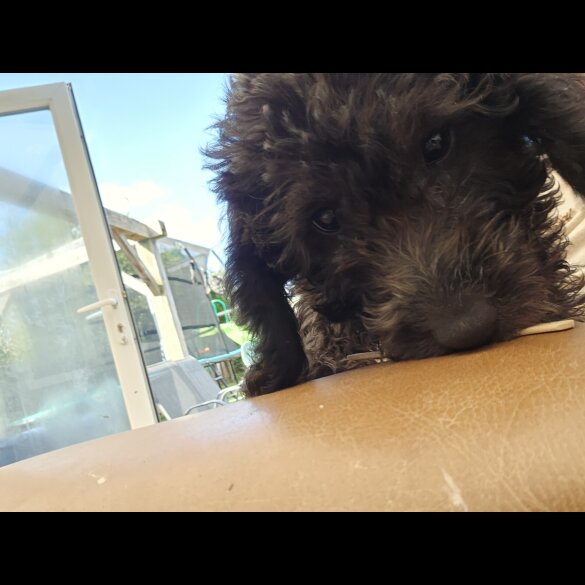 Labradoodle - Both