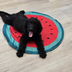 Labradoodle - Both