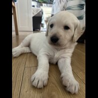 Labradoodle - Both