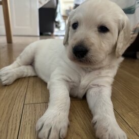 Labradoodle - Both