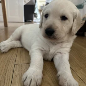 Labradoodle - Both