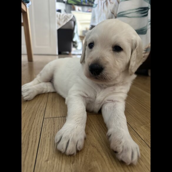 Labradoodle - Both